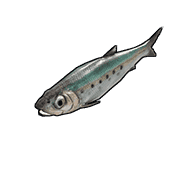 Sardine