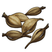 Orchid Seed