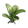 Orchid Clone