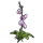 Orchid