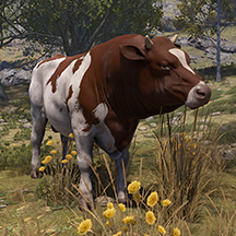 Bull