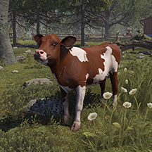 Calf Female