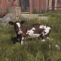 Calf Male
