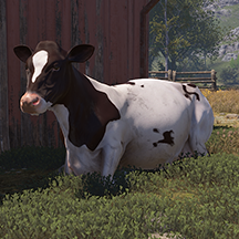 Cow