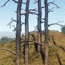 Dead Tree