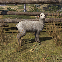 Lamb Female