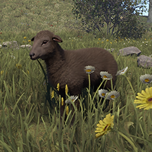Lamb Male