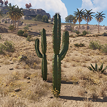 Large Cactus