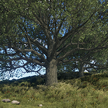 Large Oak Tree