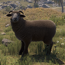 Ram