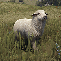 Sheep