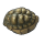 Tortoise Rock